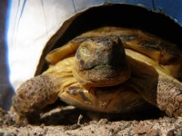 /album/tortellini/torti-18-jpg/
